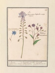 Crested Hyacinth (Muscari comosum) and Cornflower (Centaurie), 1596-1610. Creators: Anselmus de Boodt, Elias Verhulst