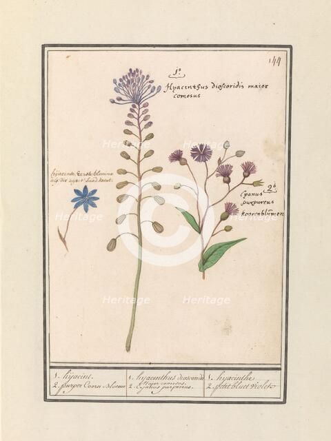 Crested Hyacinth (Muscari comosum) and Cornflower (Centaurie), 1596-1610. Creators: Anselmus de Boodt, Elias Verhulst.