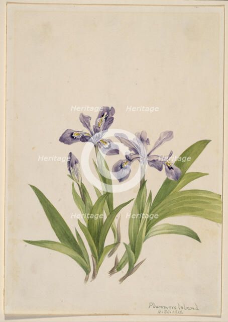 Crested Iris (Iris cristata), 1918. Creator: Mary Vaux Walcott.