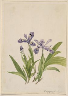 Crested Iris (Iris cristata), 1918. Creator: Mary Vaux Walcott