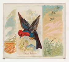 Crested Malimbus, from the Song Birds of the World series (N42) for Allen & Ginter Cigaret..., 1890. Creator: Allen & Ginter