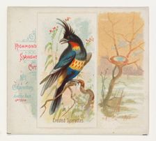Crested Sparactes, from the Song Birds of the World series (N42) for Allen & Ginter Cigare..., 1890. Creator: Allen & Ginter