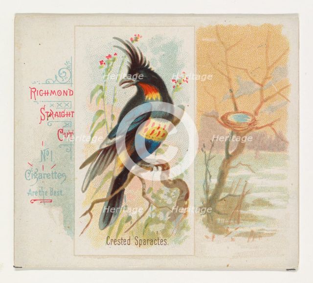 Crested Sparactes, from the Song Birds of the World series (N42) for Allen & Ginter Cigare..., 1890. Creator: Allen & Ginter.