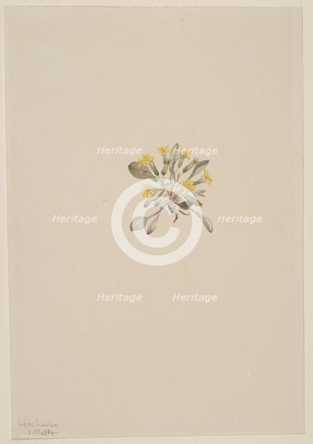 Crepis Elegans, 1904. Creator: Mary Vaux Walcott.