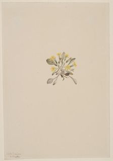 Crepis Elegans, 1904. Creator: Mary Vaux Walcott