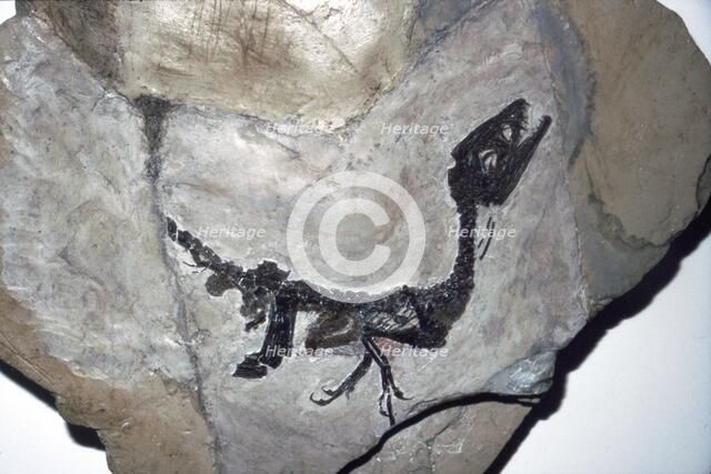 Cretaceous Dinosaur fossil, Mesozoic era. Artist: Unknown.