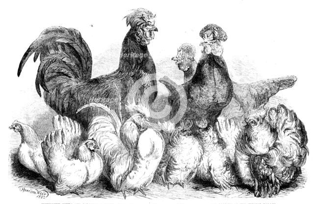 Crevecoeur fowls and Japanese bantams...at the Crystal Palace, 1862. Creator: Harrison Weir.
