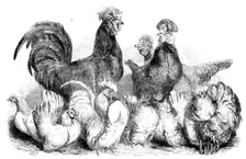 Crevecoeur fowls and Japanese bantams...at the Crystal Palace, 1862. Creator: Harrison Weir