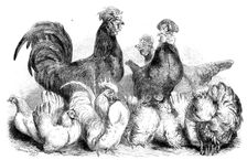 Crevecoeur fowls and Japanese bantams...at the Crystal Palace, 1862. Creator: Harrison Weir