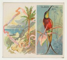 Crimson Topaz, from Birds of the Tropics series (N38) for Allen & Ginter Cigarettes, 1889. Creator: Allen & Ginter