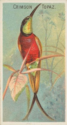 Crimson Topaz, from the Birds of the Tropics series (N5) for Allen & Ginter Cigarettes Bra..., 1889. Creator: Allen & Ginter