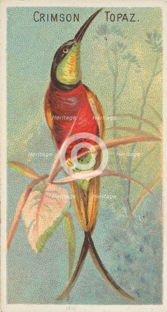 Crimson Topaz, from the Birds of the Tropics series (N5) for Allen & Ginter Cigarettes Bra..., 1889. Creator: Allen & Ginter.
