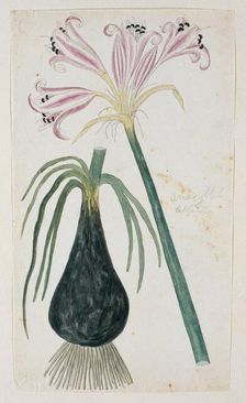 Crinum macowanii Baker, formerly Amaryllis belladonna (Cape coast lily), 1777-1786. Creator: Robert Jacob Gordon