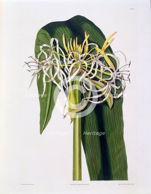 Crinum Declinatum, 1831-1834.