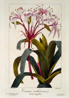 Crinum erubescens, pub. 1836. Creator: Panacre Bessa (1772-1846)