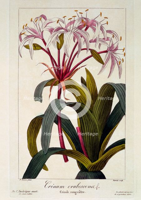 Crinum erubescens,  pub. 1836. Creator: Panacre Bessa (1772-1846).