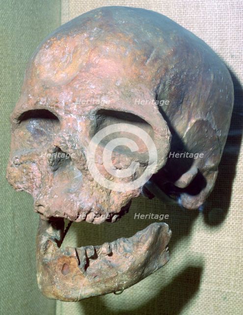 Cro-magnon skull. Artist: Unknown
