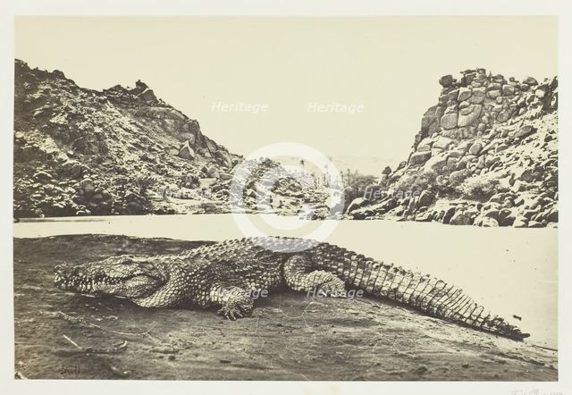 Crocodile on a Sand-Bank, 1857. Creator: Francis Frith.