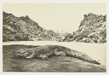 Crocodile on a Sand-Bank, 1857. Creator: Francis Frith