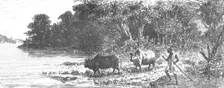 Crocodile attempting to seize an Ox; Journey from the Senegal to the Niger 1875. Creator: Unknown