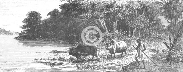 'Crocodile attempting to seize an Ox; Journey from the Senegal to the Niger', 1875. Creator: Unknown.