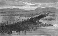 Crocodile; Life in a South African Colony 1875. Creator: Unknown