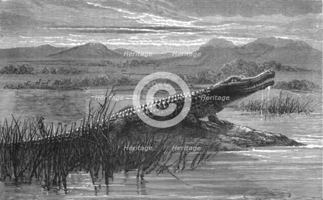 'Crocodile; Life in a South African Colony', 1875. Creator: Unknown.