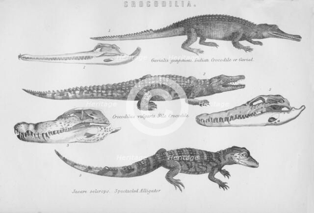 'Crocodilia', 19th century. Creator: Unknown.