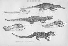 Crocodilia 19th century. Creator: Unknown