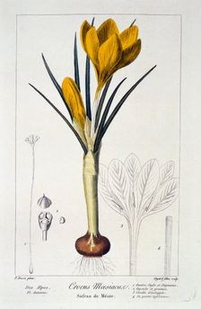 Crocus Maesiacus, 1836. Creator: Panacre Bessa (1772-1846)