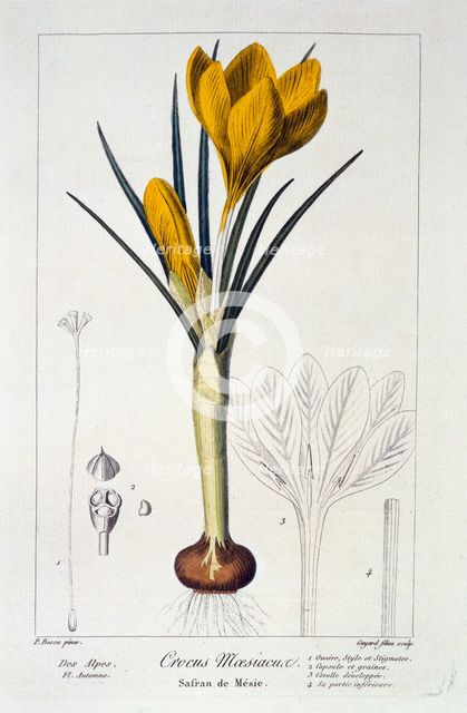 Crocus Maesiacus,  1836. Creator: Panacre Bessa (1772-1846).