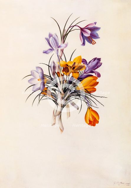 Crocuses, c. 1744 (hand coloured engraving). Creator: "Georg Dionysius Ehret (1710 - 70); Ehret, Georg Dionysius (1710-1770)".
