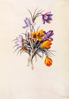 Crocuses, c. 1744 (hand coloured engraving). Creator: "Georg Dionysius Ehret (1710 - 70); Ehret, Georg Dionysius (1710-1770)"