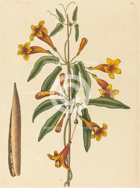 Cross-vine (Bignonia capreolata), published 1754. Creator: Mark Catesby.