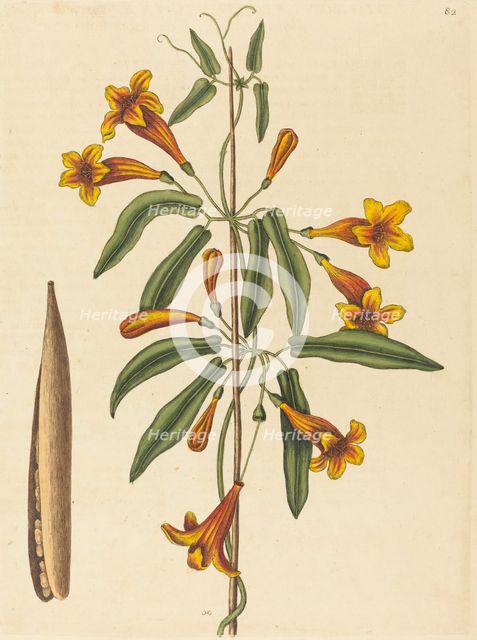 Cross-vine (Bignonia capreolata), published 1754. Creator: Mark Catesby.