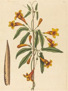 Cross-vine (Bignonia capreolata), published 1754. Creator: Mark Catesby
