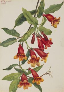 Crossvine (Anisostichus capreolatus), 1925. Creator: Mary Vaux Walcott
