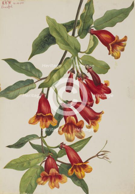 Crossvine (Anisostichus capreolatus), 1925. Creator: Mary Vaux Walcott.