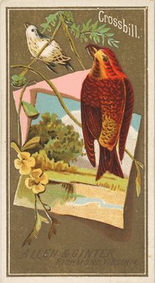 Crossbill, from the Birds of America series (N4) for Allen & Ginter Cigarettes Brands, 1888. Creator: Allen & Ginter