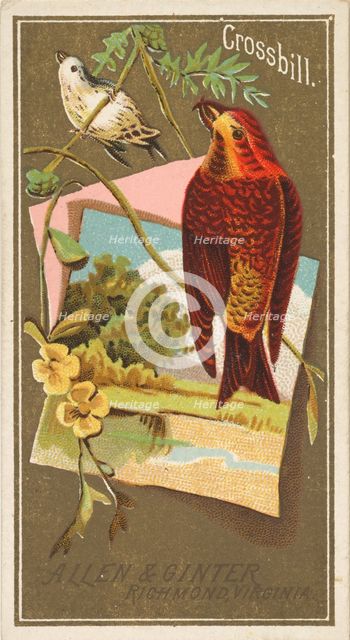 Crossbill, from the Birds of America series (N4) for Allen & Ginter Cigarettes Brands, 1888. Creator: Allen & Ginter.