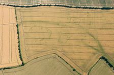 Crop marks, Wistow, Cambridgeshire, 2015. Creator: Damian Grady