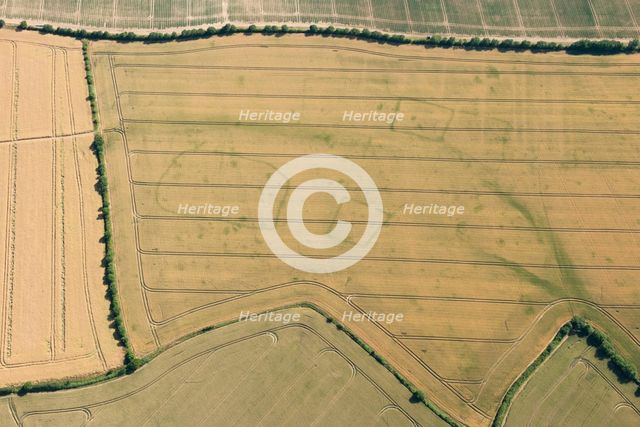 Crop marks, Wistow, Cambridgeshire, 2015. Creator: Damian Grady.