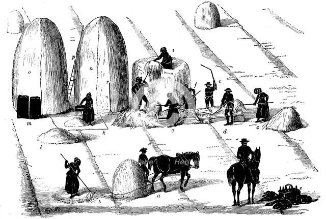 Crop rotation: threshing rye grass for seed, 1855. Artist: Unknown