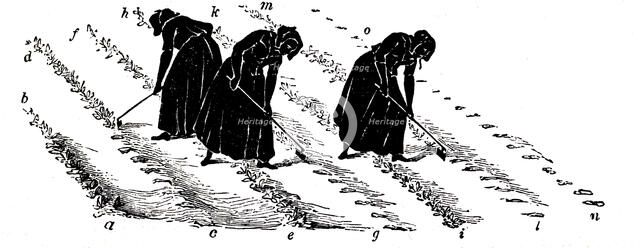 Crop rotation: women thinning turnips, 1855. Artist: Unknown