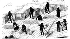 Crop rotation: harvesting corn, 1855