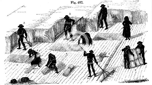 Crop rotation: harvesting corn, 1855. Artist: Unknown