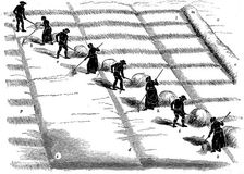 Crop rotation: haymaking, 1855