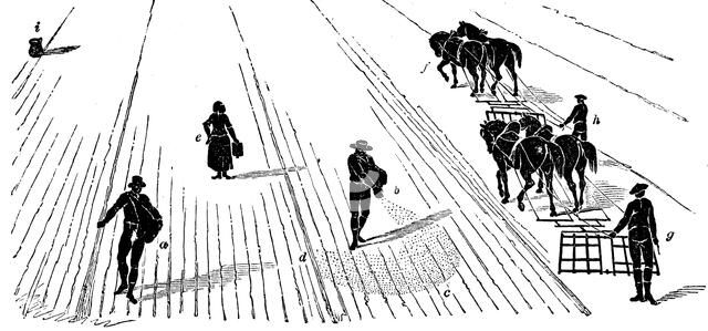 Crop rotation: sowing and harrowing corn, 1855. Artist: Unknown