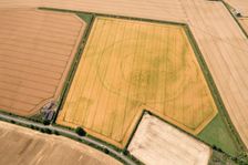 Cropmark remains of a large sub-circular enclosure, Oxfordshire, 2017. Creator: Damian Grady
