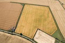 Cropmark remains of a large sub-circular enclosure, Oxfordshire, 2017. Creator: Damian Grady